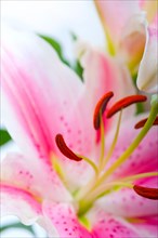 Pink lily flower bunch bouquet over white copyspace