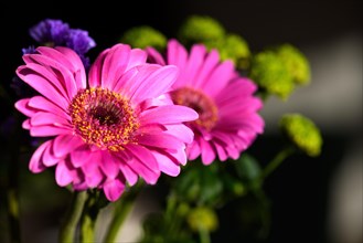 A bouquet of colourful gerber daisy