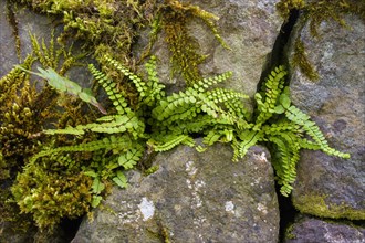 Fresh fern on wall