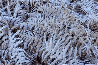 Eagle fern in autumn with rime