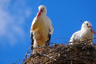 White storks