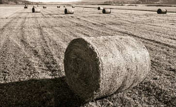 Hay bales lying on a mown meadow