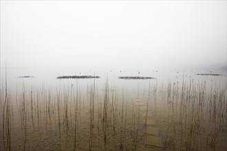 Reed belt on the lakeshore in the morning mist