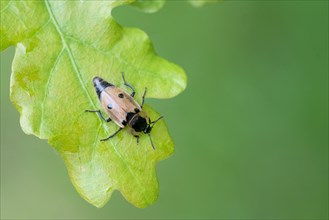 Four-spotted carrion beetle