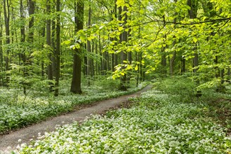 Path through deciduous forest with blooming wild garlic