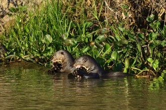 Two giant otter