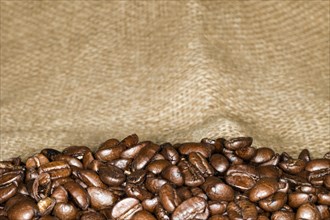 Coffee beans of the Arabica variety lie in a jute bag