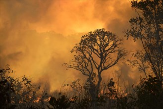 Burning vegetation in a bushfire at sunset