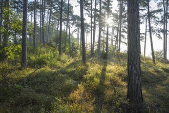 Forest in the morning with sun