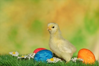 Chicken chicks with colourful Easter eggs