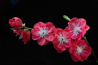 Blossoms of the Japanese peach tree