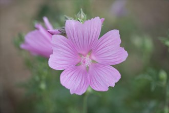 Greater musk-mallow