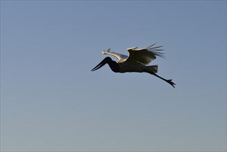 Flying jabiru