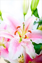 Pink lily flower bunch bouquet over white copyspace