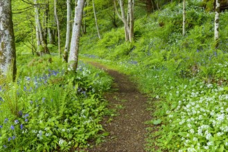 A path in spring forest with bear's garlic and bluebells