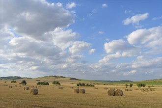 Harvested field landscape with straw rolling in summer