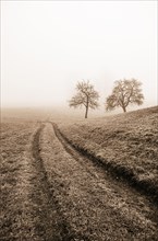 Field path leads through a mown meadow with bare fruit trees