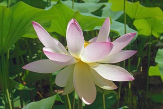 Sacred lotus