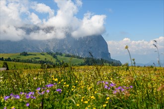Blooming summer flower meadow with a rugged mountain range on the Alpe di Siusi in South Tyrol