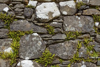 Stone wall with fern of an abandoned church
