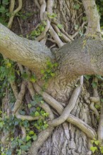 Branch fork entwined on the tree by ivy