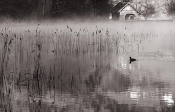 Morning fog with coot in the reed belt of the Irrsee