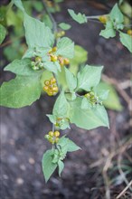 Yellow-fruited solanum physalifolium