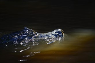 Swimming yacare caiman