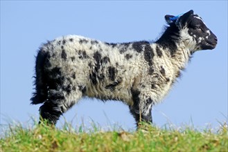 Single colourful spotted lamb