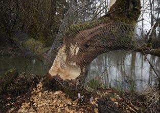 Gnawed tree trunk protected from further beaver predation with fence