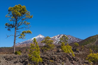 Pico del Teide mountain with pine trees