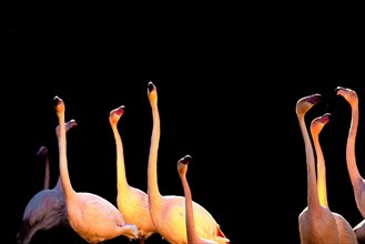 Pink greater flamingo