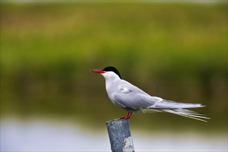 Arctic tern