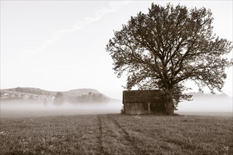 Meadow landscape with barn and tree in the morning mist
