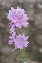 Greater musk-mallow