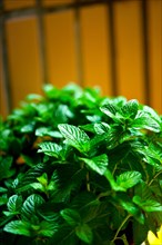 Vibrant green fresh mint plant closeup macro