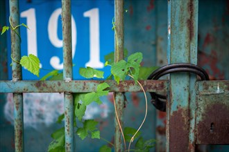 Close-up of an old gate to house number 191 secured with a bicycle lock