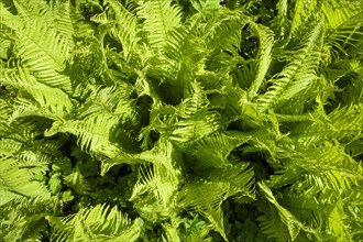 Fresh fern plant in spring