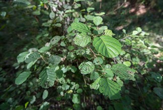 Black alder