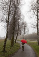 Woman with a red umbrella walking along a birch avenue