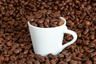 A white cup for espresso filled with whole coffee beans stands in a pile of roasted coffee beans