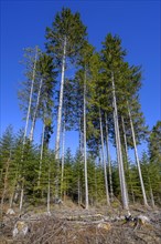 Typical pole forest