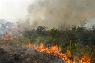 Burning vegetation in a bushfire
