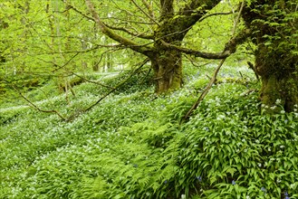 Spring forest with bear's garlic and bluebells