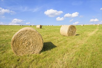 Meadow with hay bales in summer