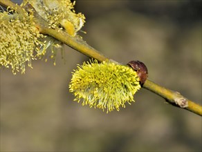 Male inflorescences with pollen of a sal goat willow
