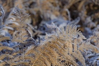 Eagle fern in autumn with rime