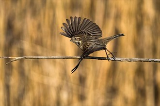 Reed bunting