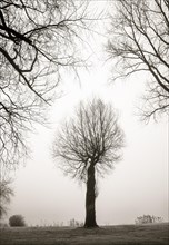 Bare tree on the lakeshore in the morning mist