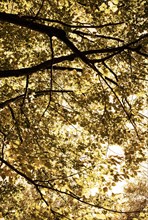 Branches with leaves of an old lime tree